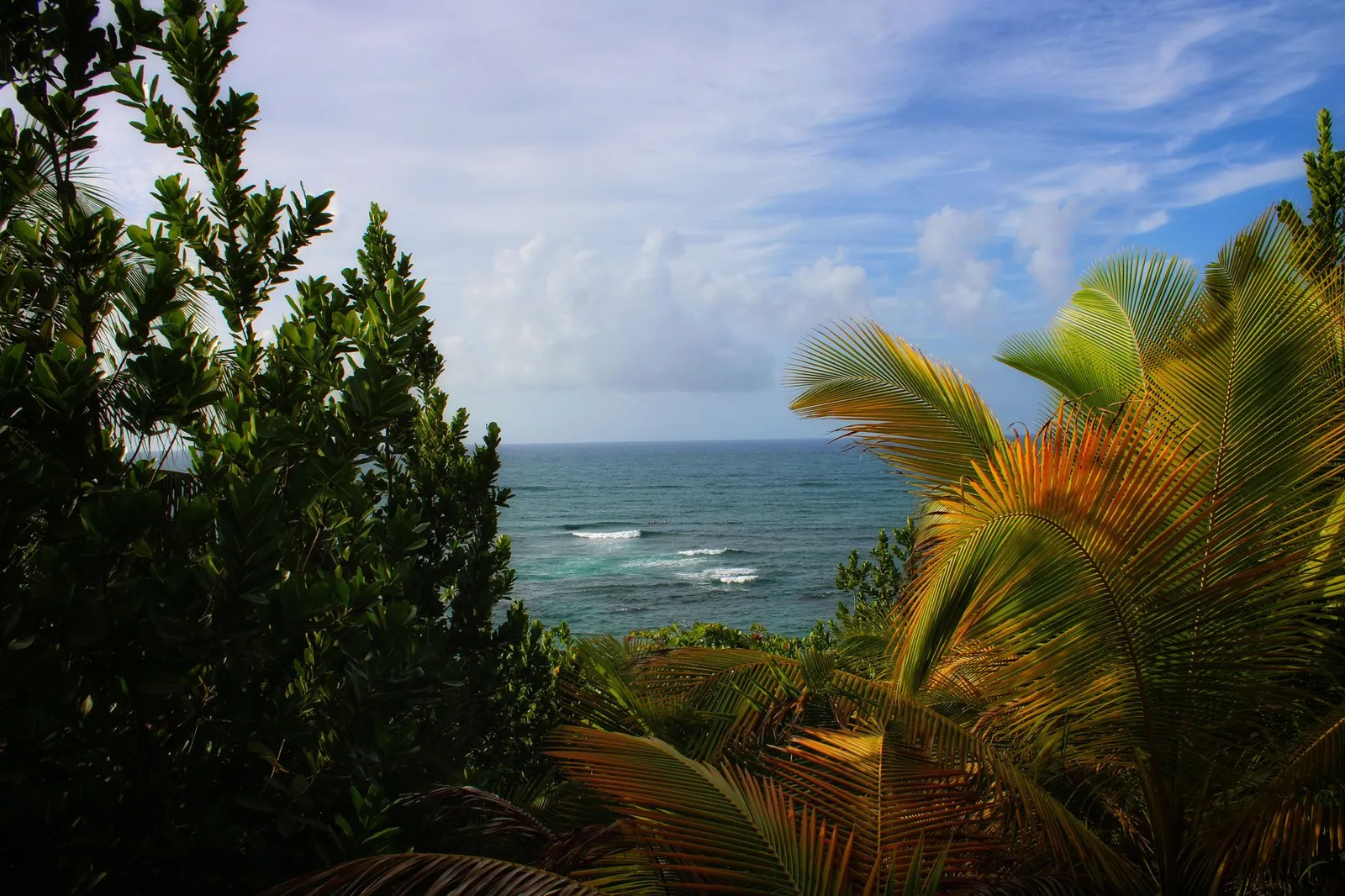 Palm fronds and coastal trees frame a view of the open sea from a hillside in Puerto Rico.